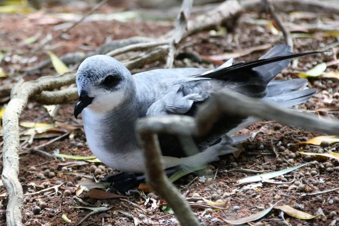 15. White necked petrel