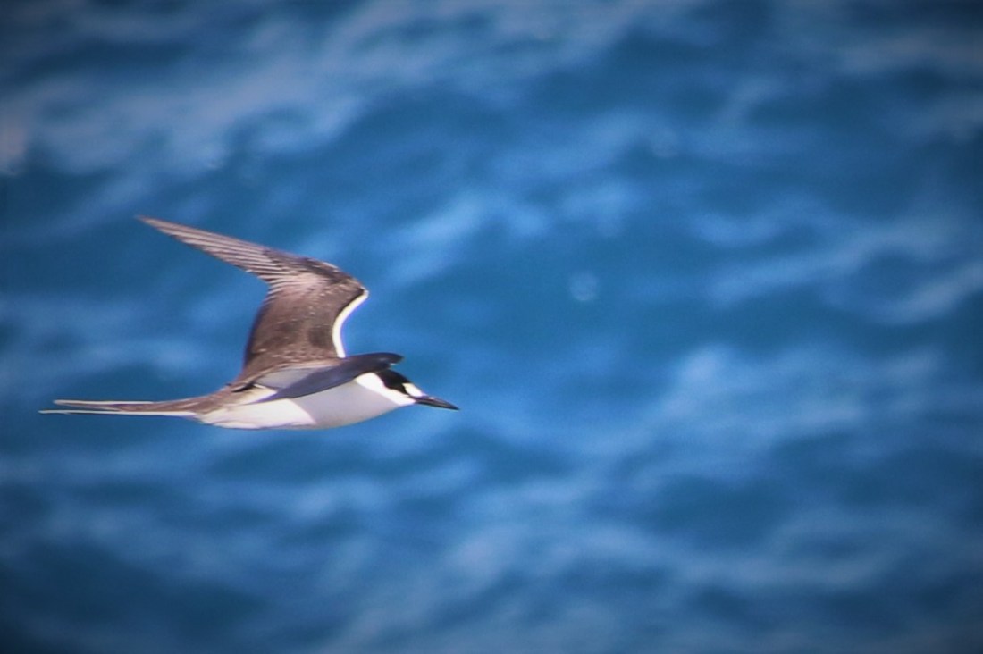 2. Sooty tern