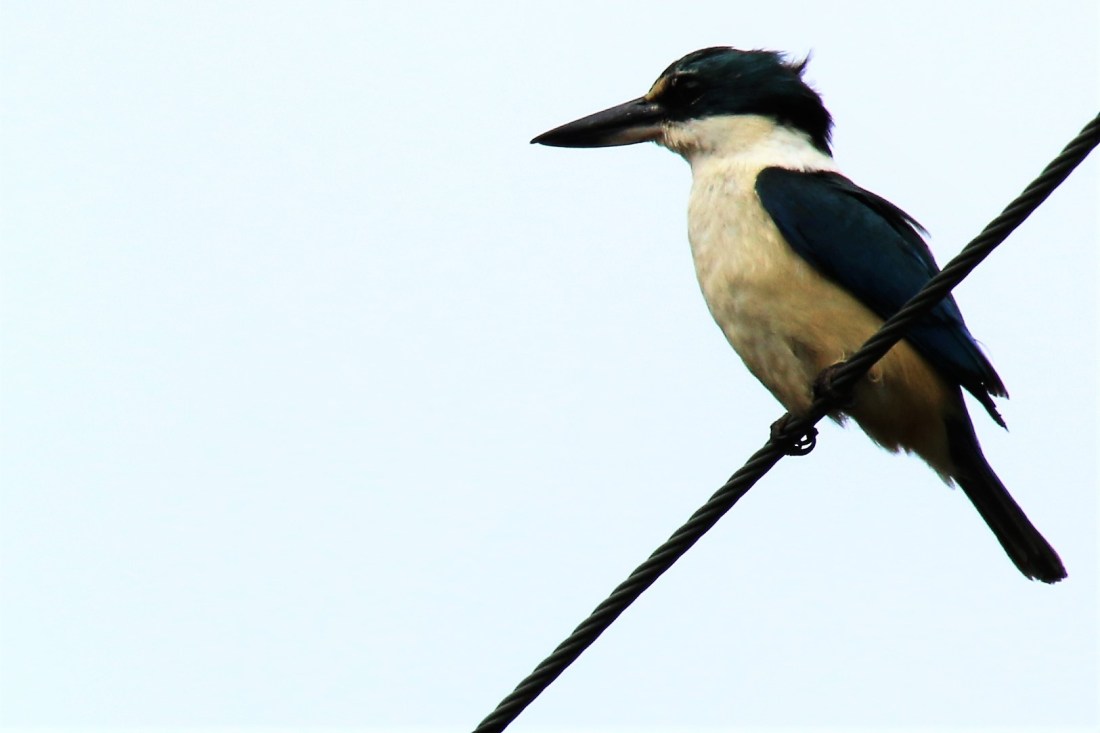 3. Sacred kingfisher (endemic)