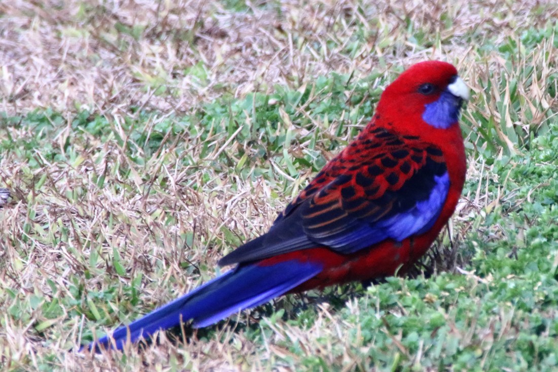 4. Crimson rosella (introduced pest)