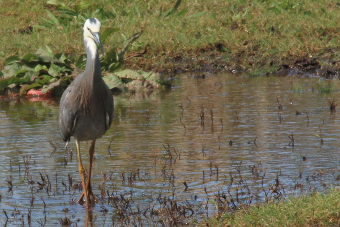 6. White faced heron