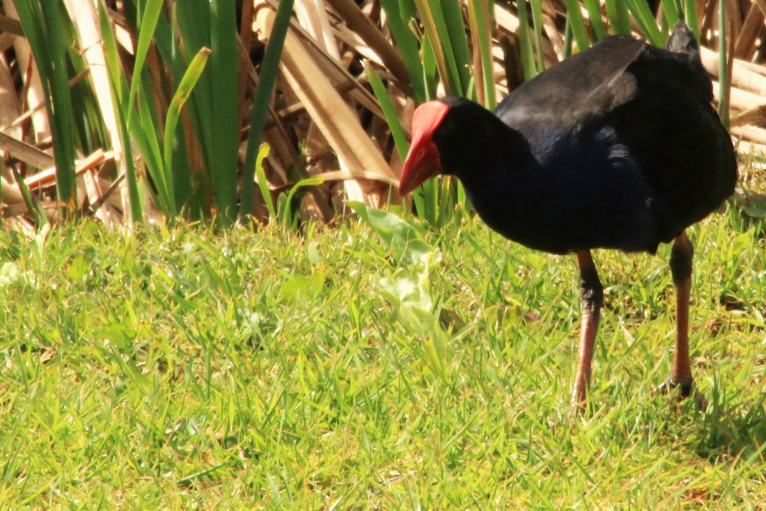7. Purple swamphen