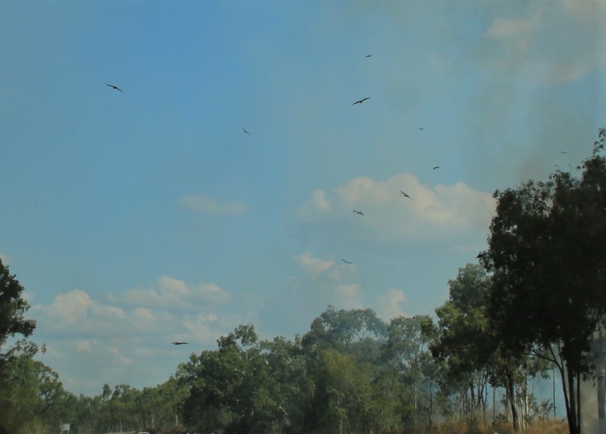 Kites love bushfires