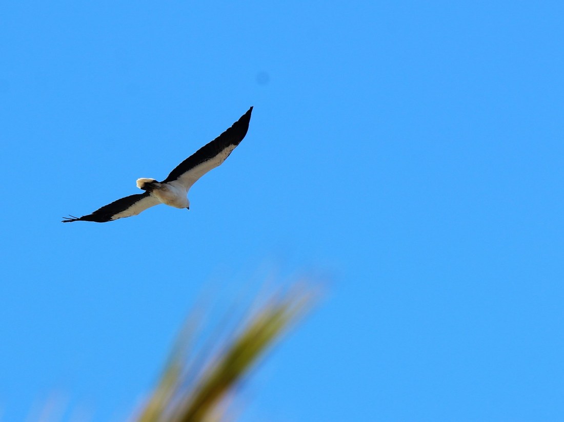 white-bellied sea-eagle (adult)