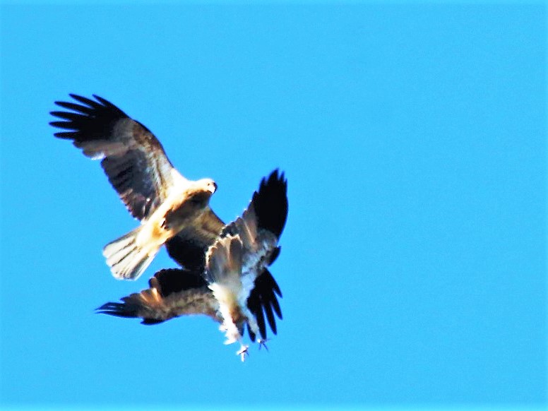 white-bellied sea-eagle battle