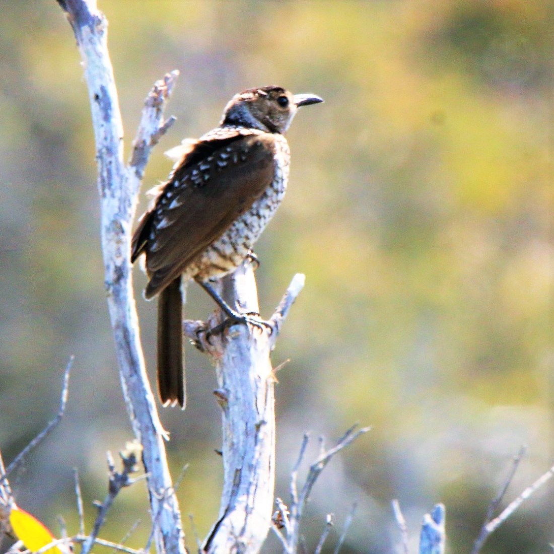 Bowerbird, Regent F l