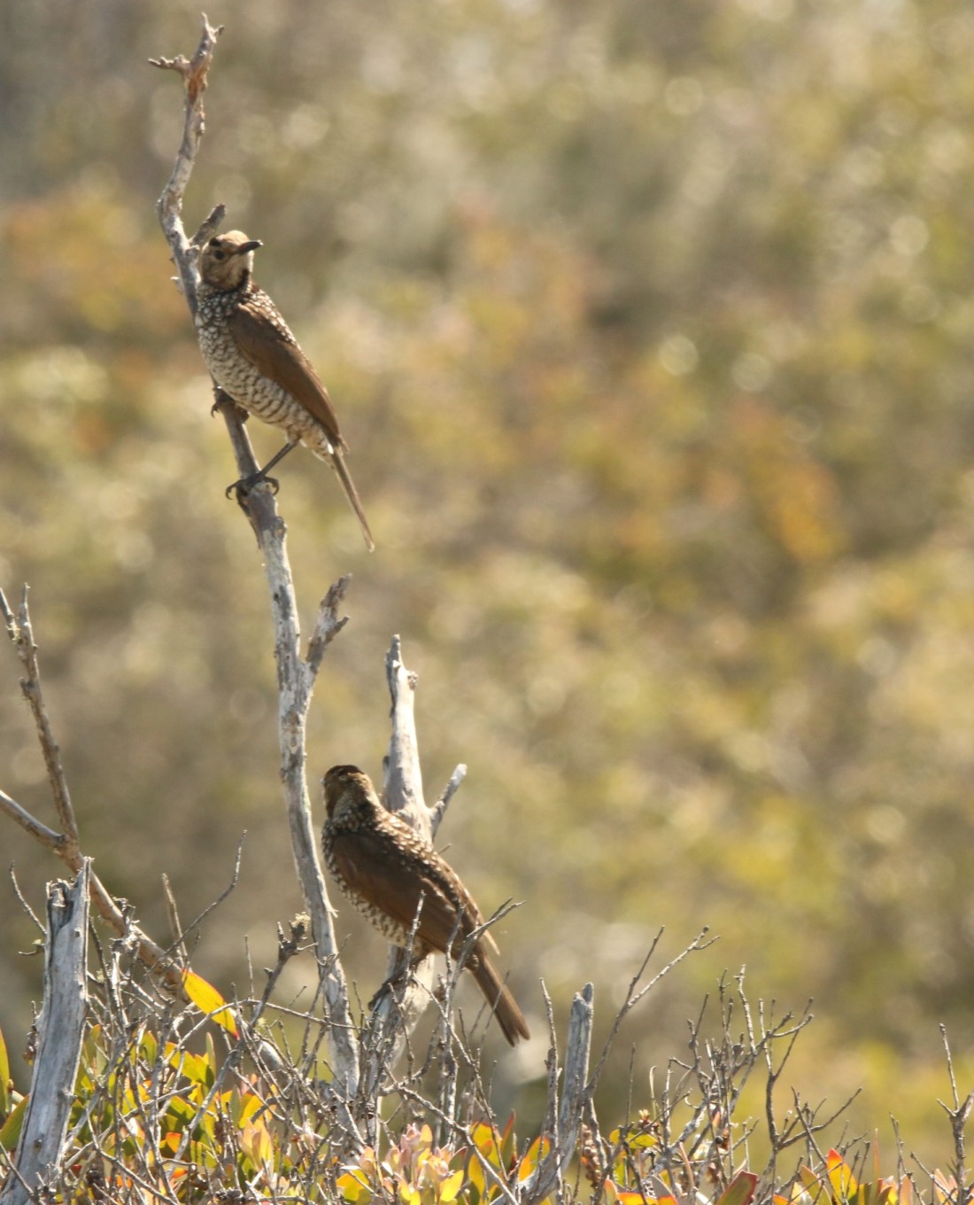 Bowerbird, Regent juv on top; fem below