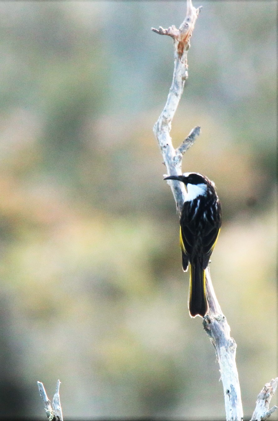 Honey-eater, White-cheeked