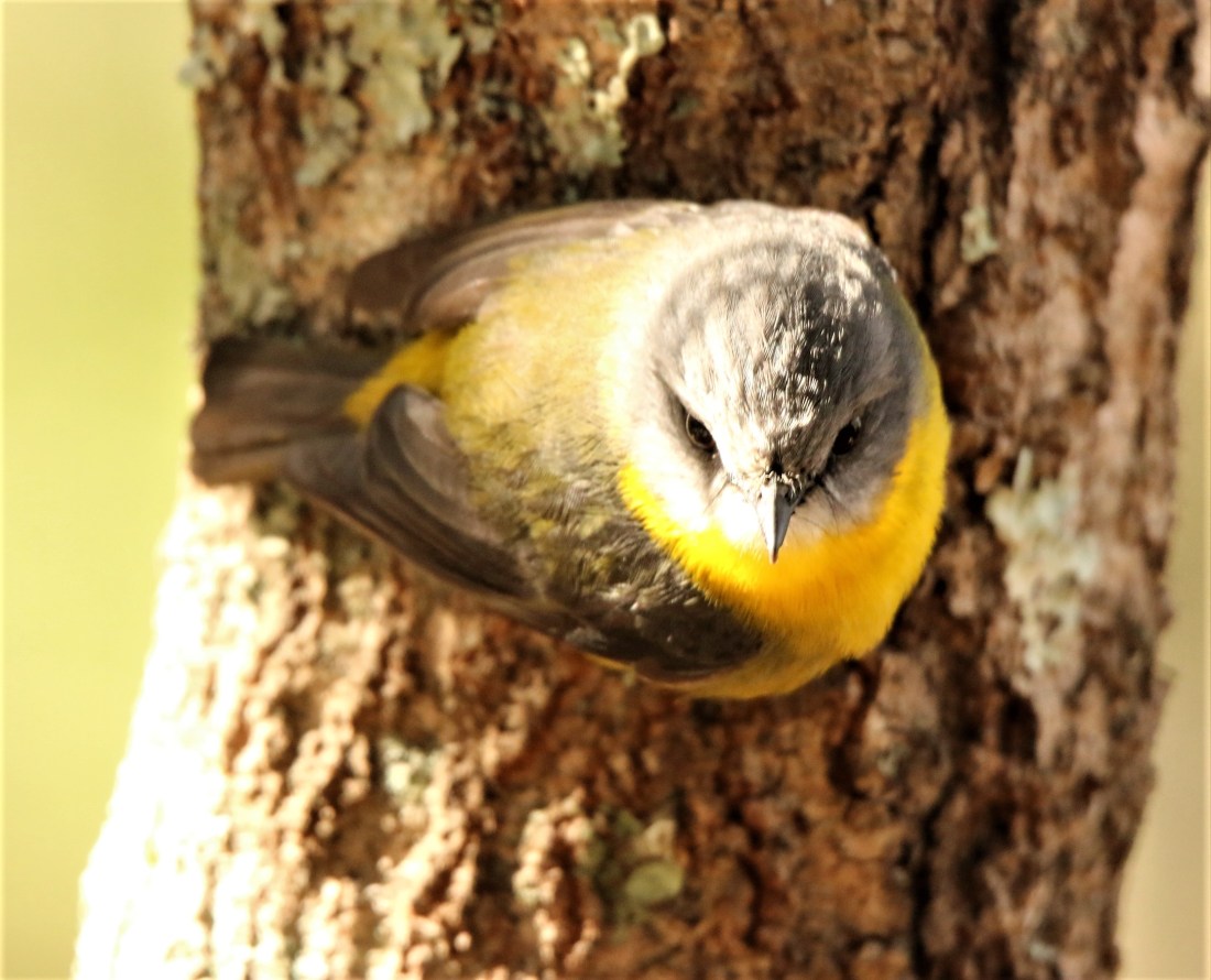Robin, Eastern Yellow9