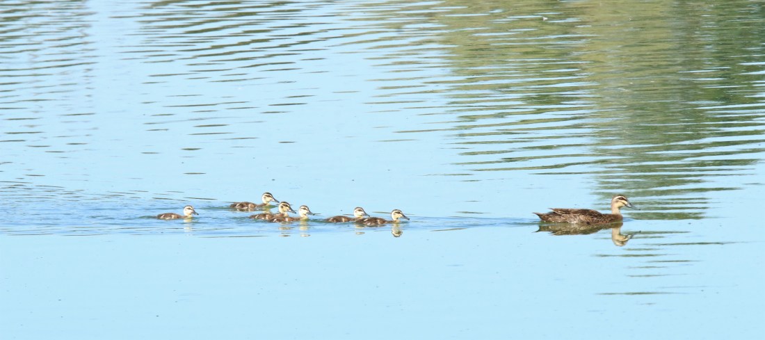 Ducks, Pacific black