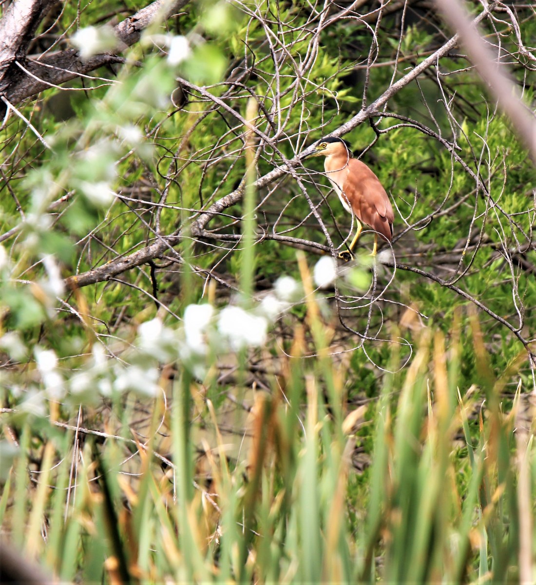 Heron, Nankeen NIght