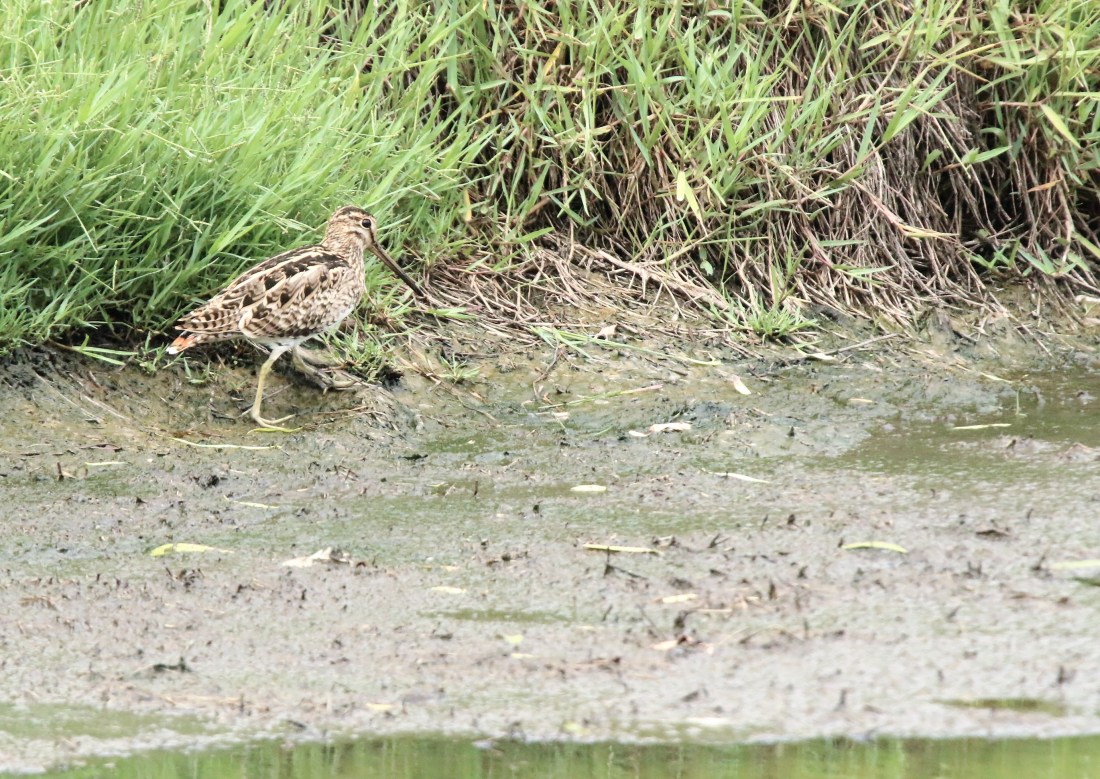 Snipe, Latham's 2