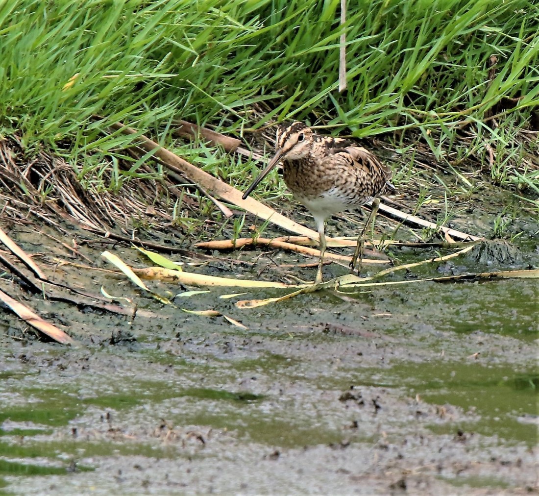 Snipe, Latham's 4
