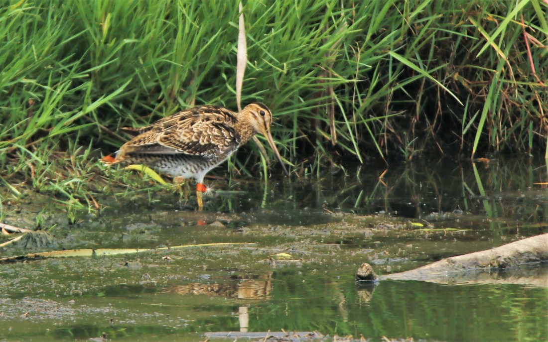 Snipe, Latham's (banded #74)