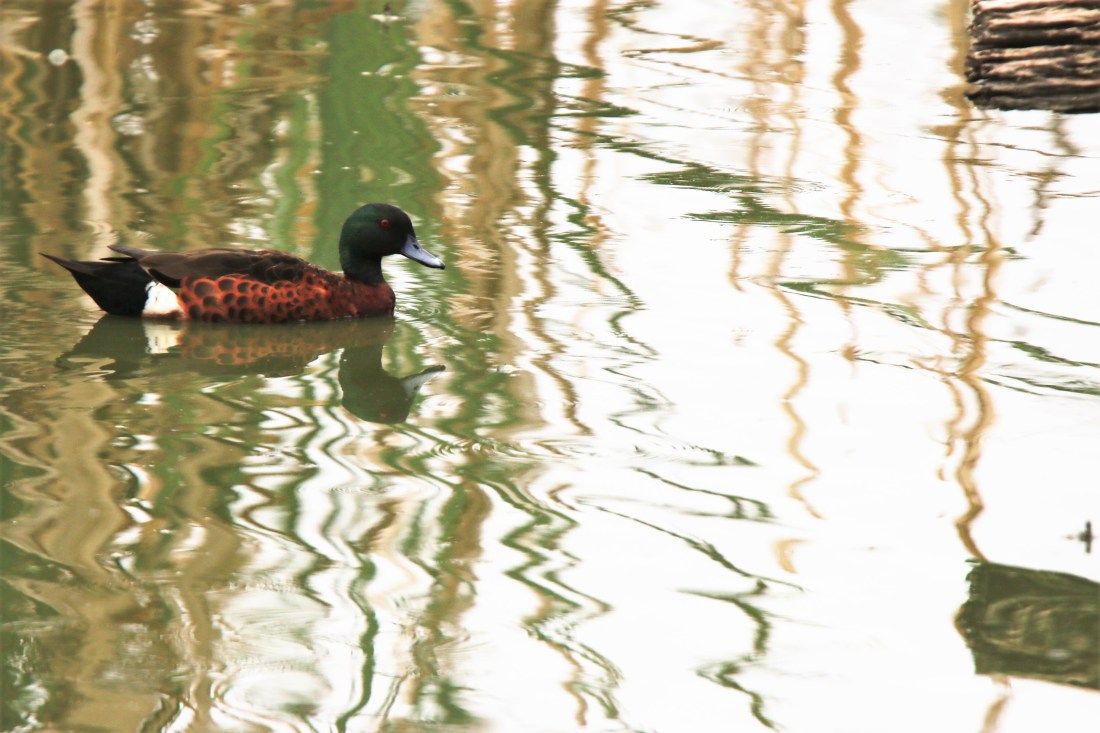 Teal, Chestnut, Male br