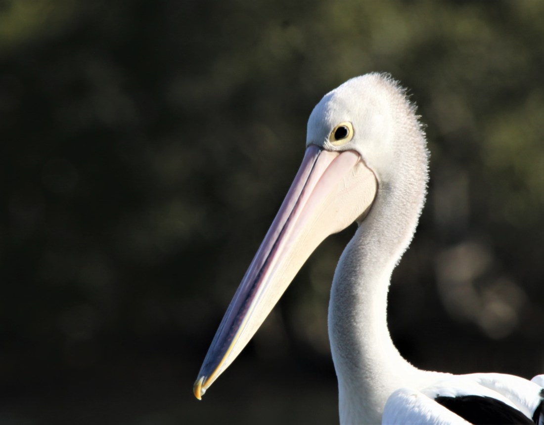 Australian Pelican