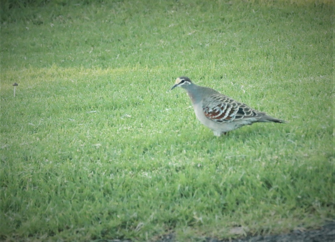 Bronzewing, Common