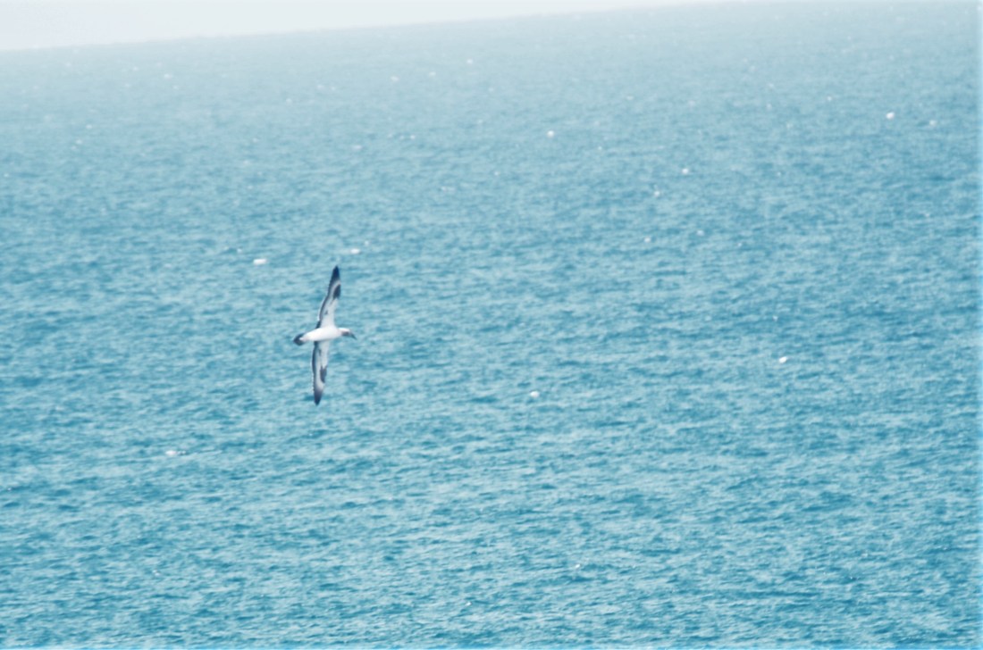 Gannett, Australasian