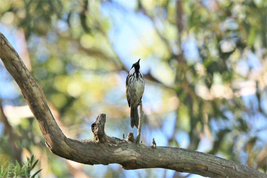 Honeyeater, White-cheeked (2)