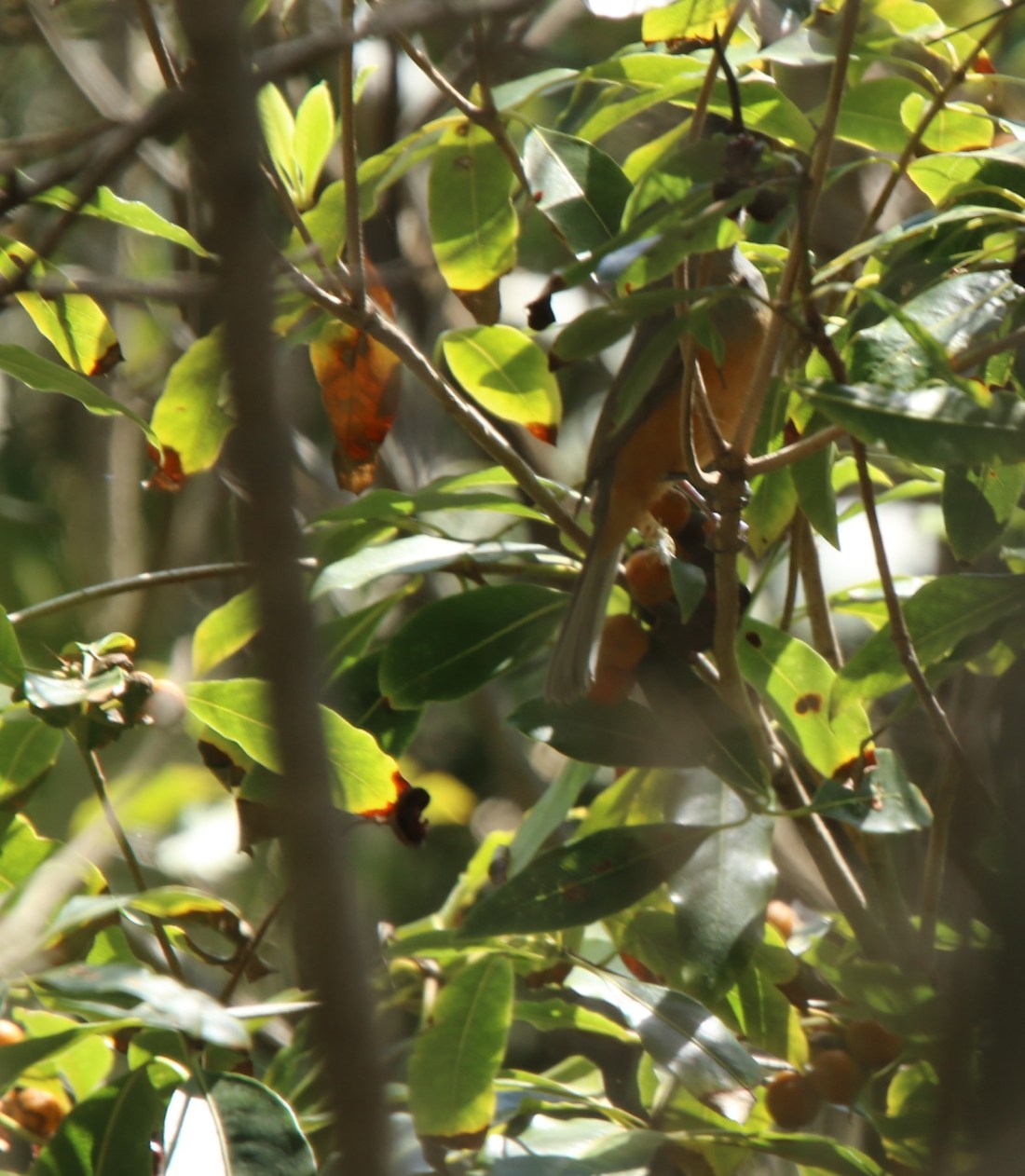 Monarch, Black-faced