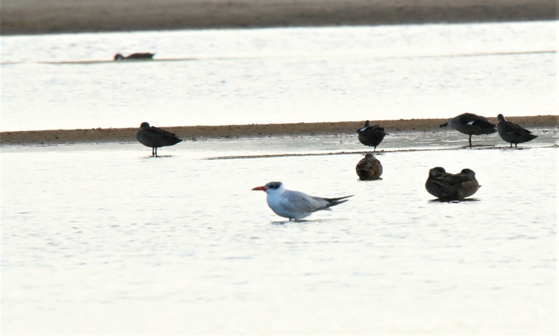 Tern, Caspian
