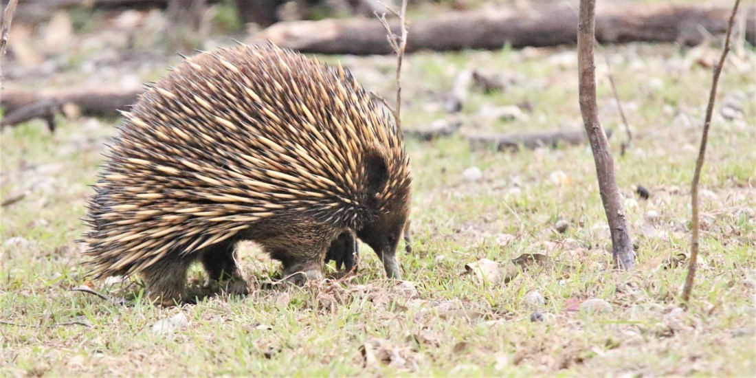 Echidna2