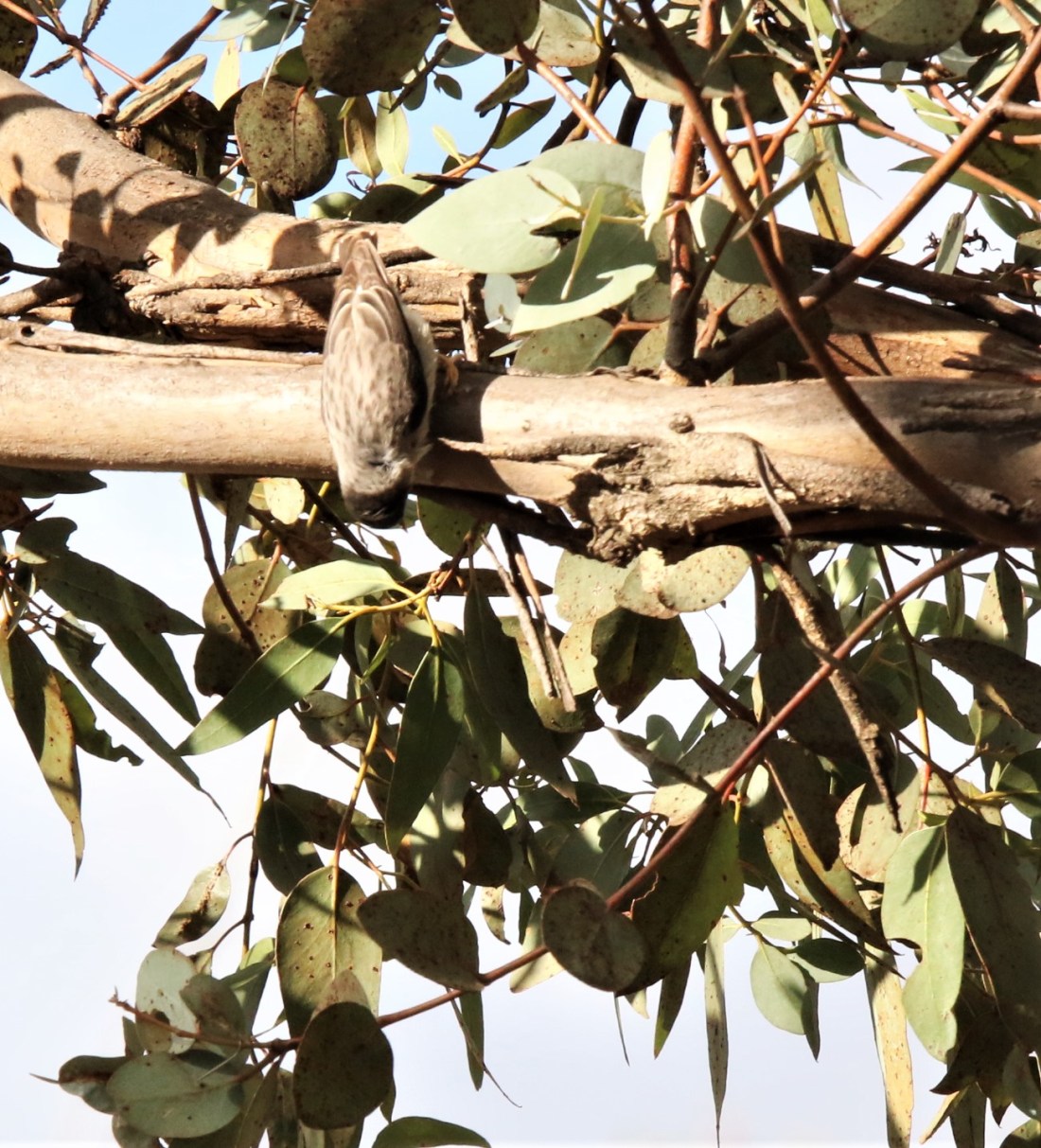 Sitella, Varied chrysoptera 3