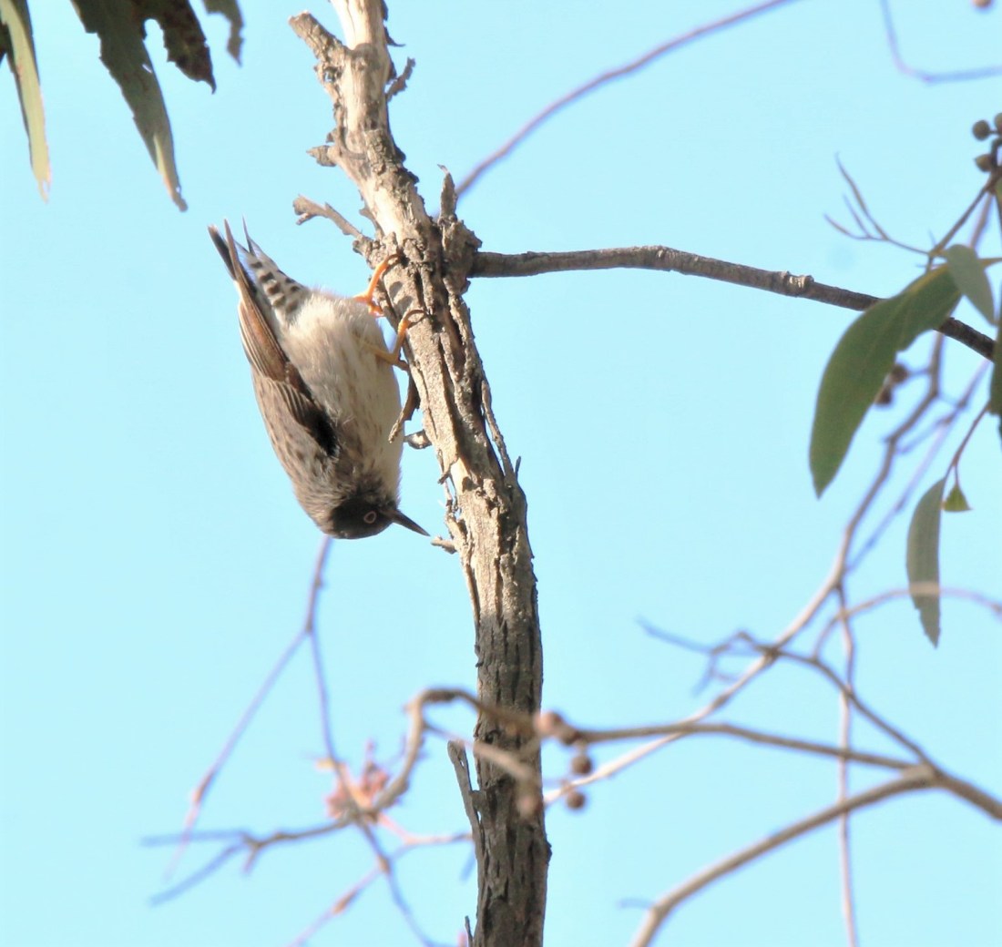 Sitella Varied chrysoptera2