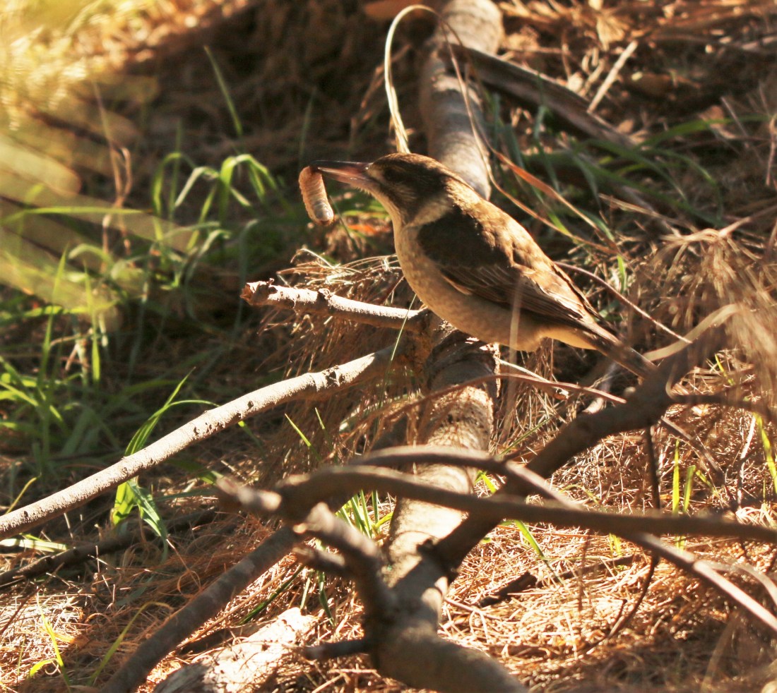 Butcherbird, Grey (juv)