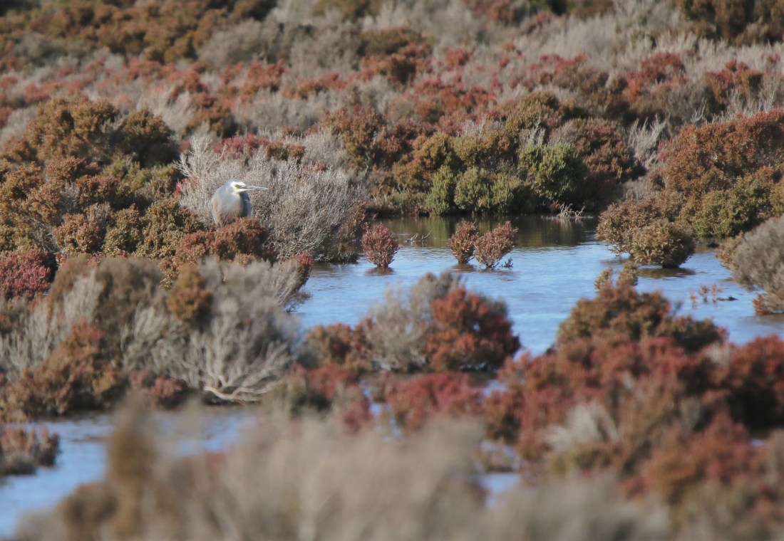 Heron, White-faced br