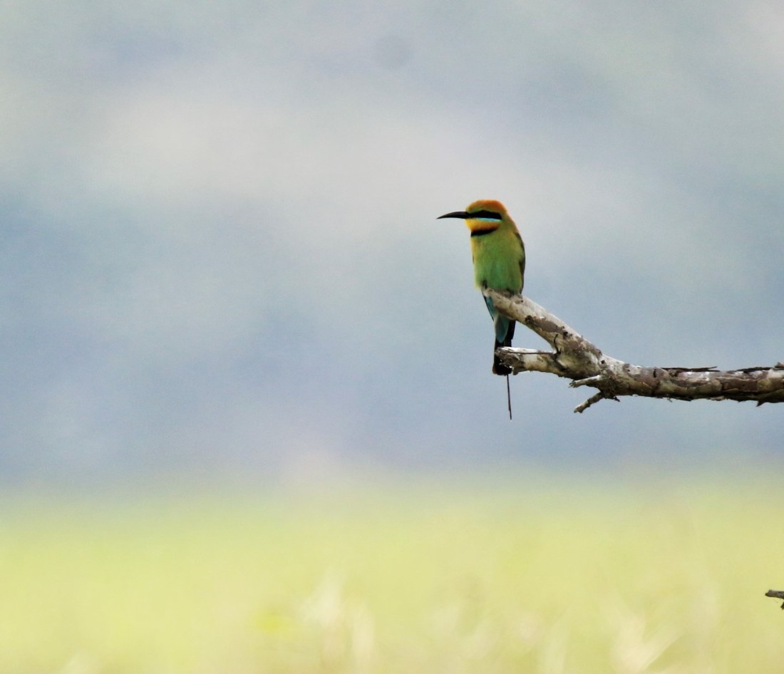 Bee-eater, Rainbow