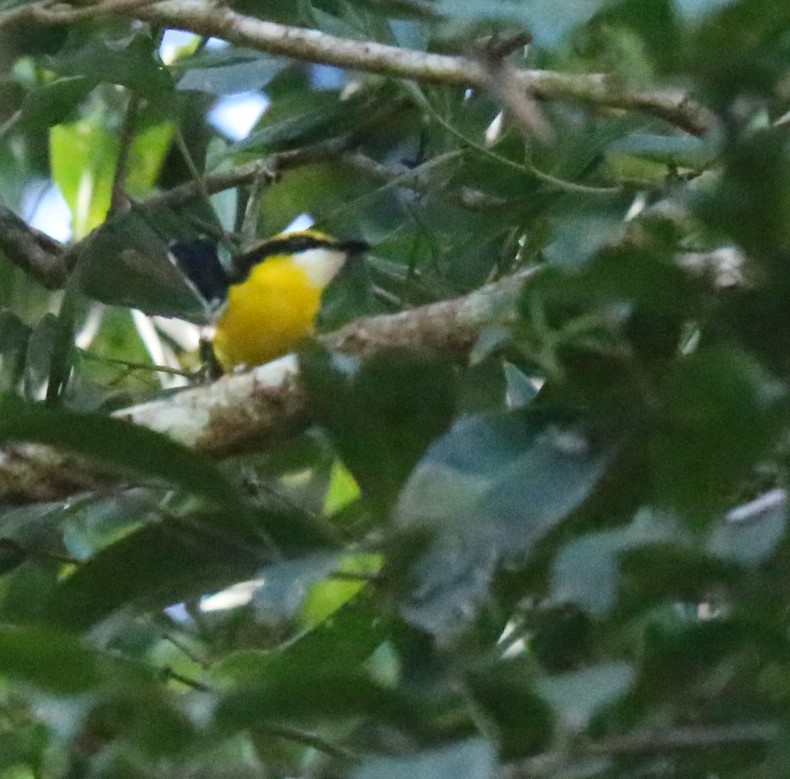Boatbill, Yellow-billed