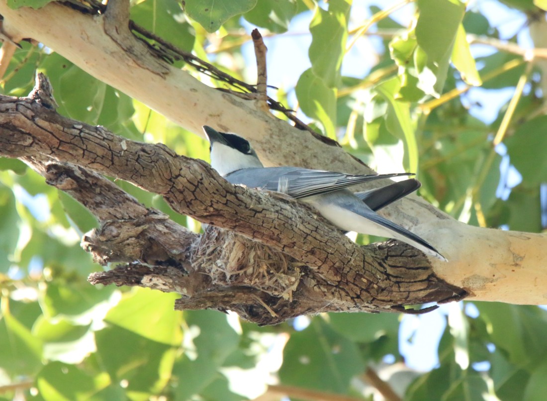 Cuckoo-Shrike, White-breasted