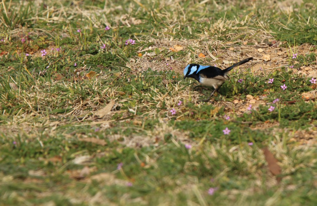 Fairy-wren, m