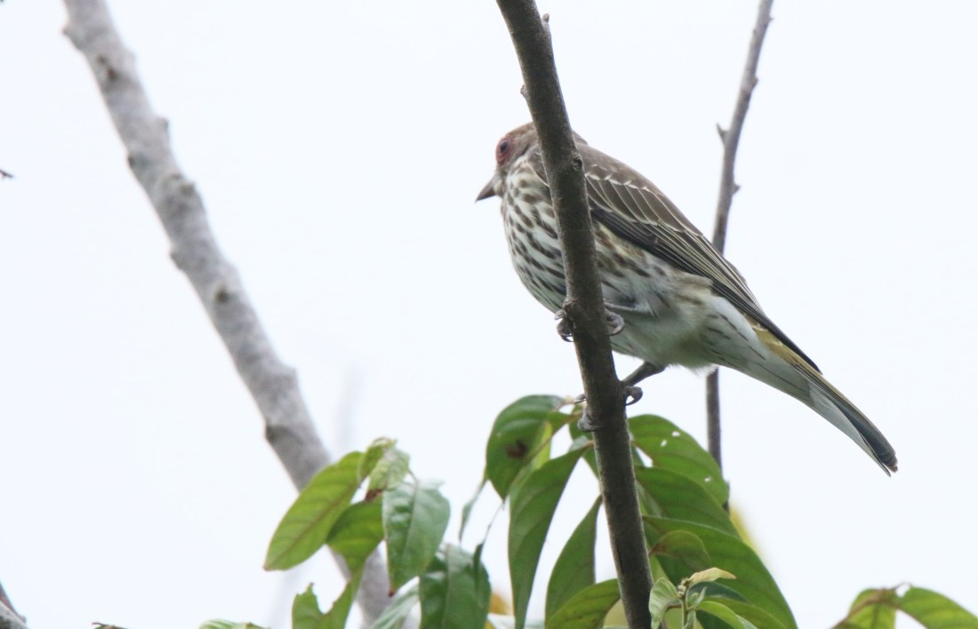 Figbird, Australian fem
