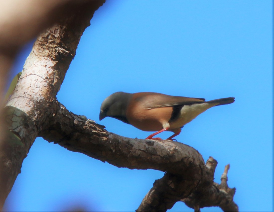 Finch, Black-throated 2