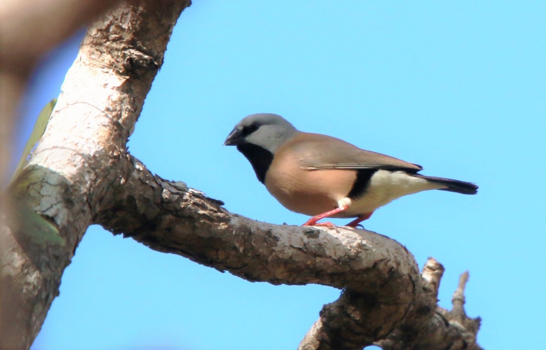 Finch, Black-throated 3