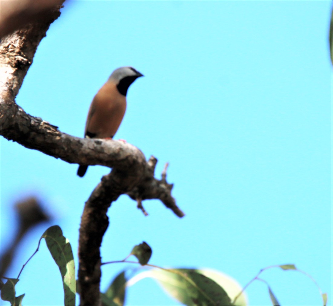 Finch, Black-throated