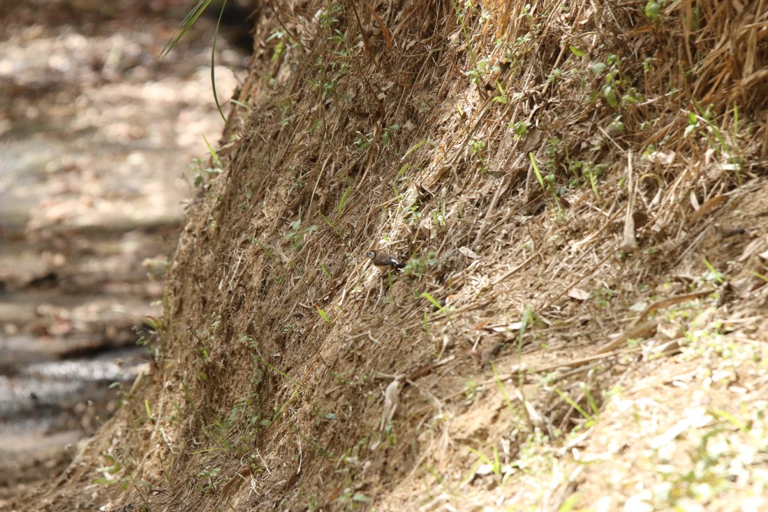 Finch, Double-barred
