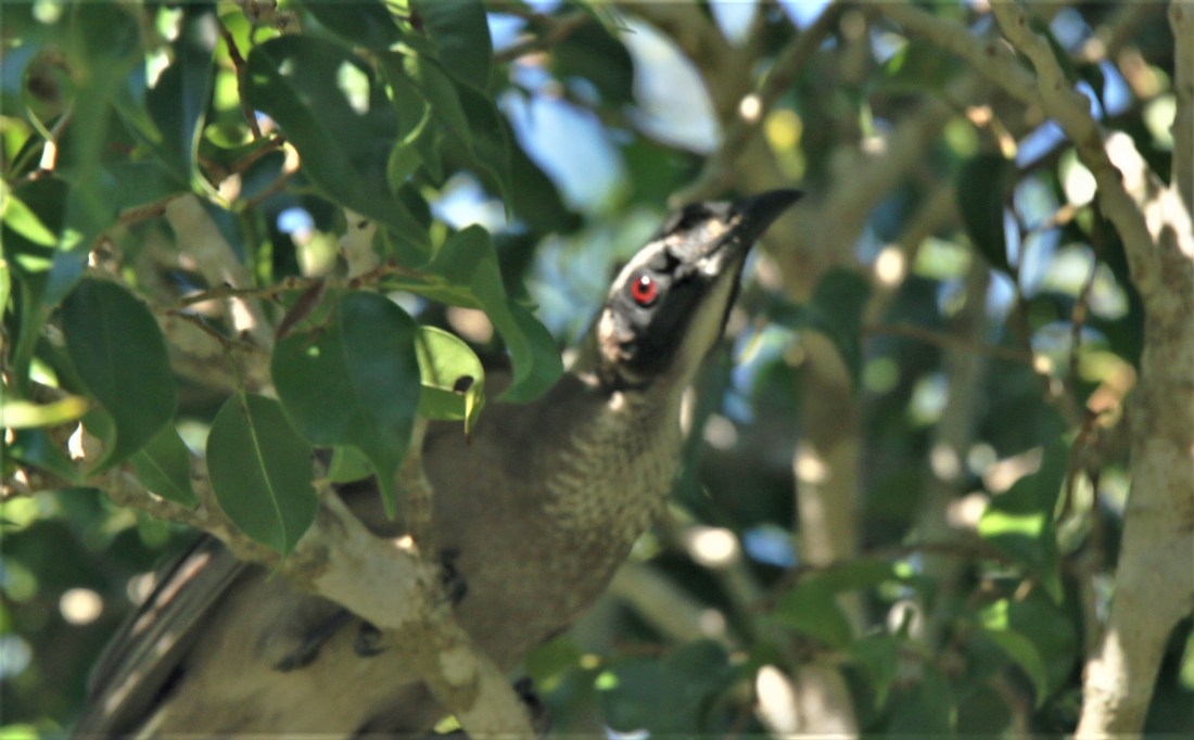 Friarbird, helmetted