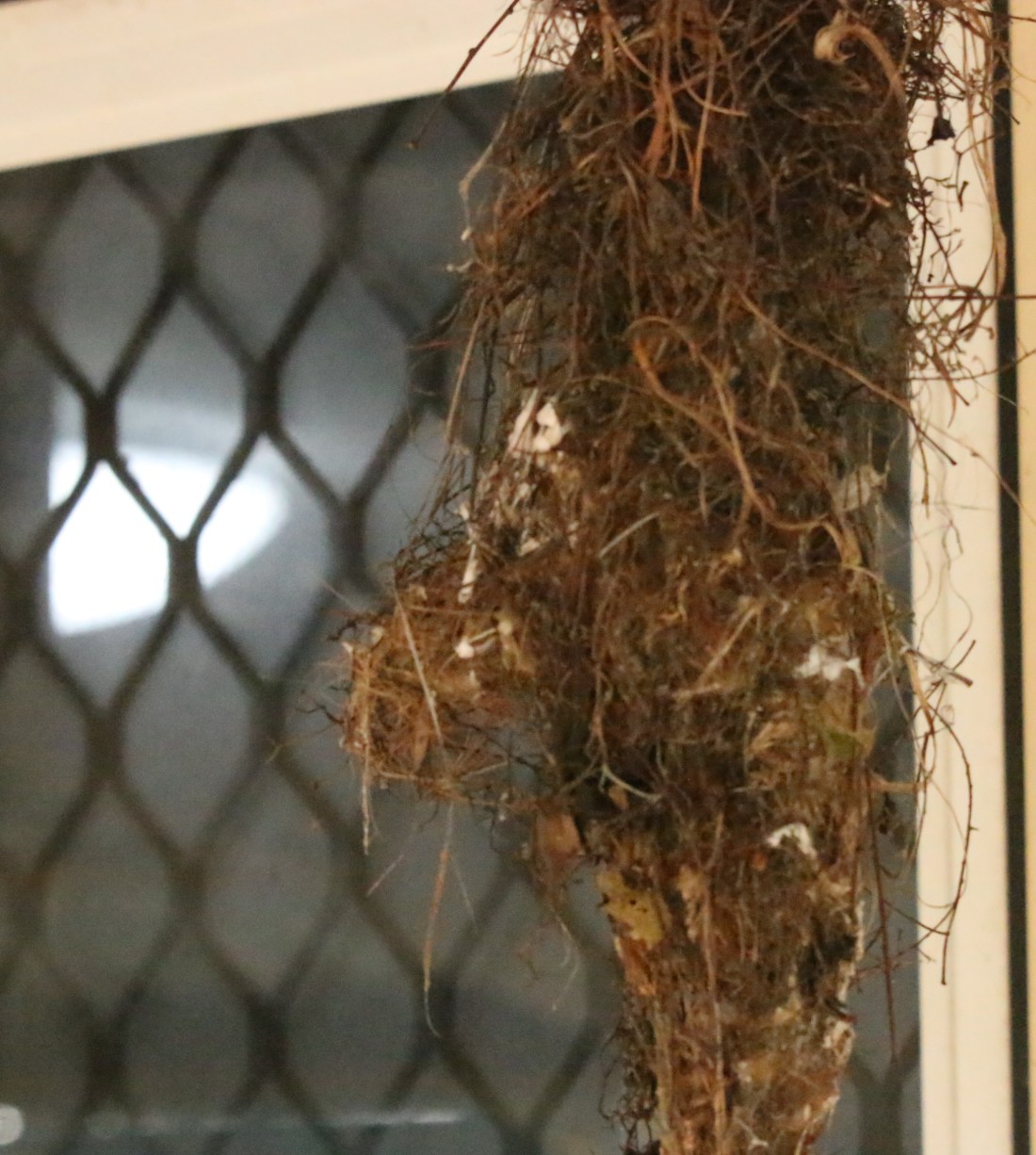 Gerigone, Big-billed nest