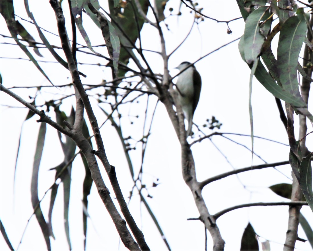 Honeyeater, White-throated