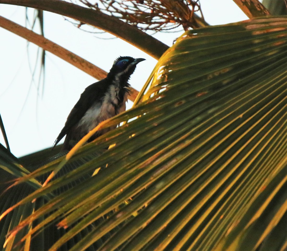 Honeyeater,Blue-faced2