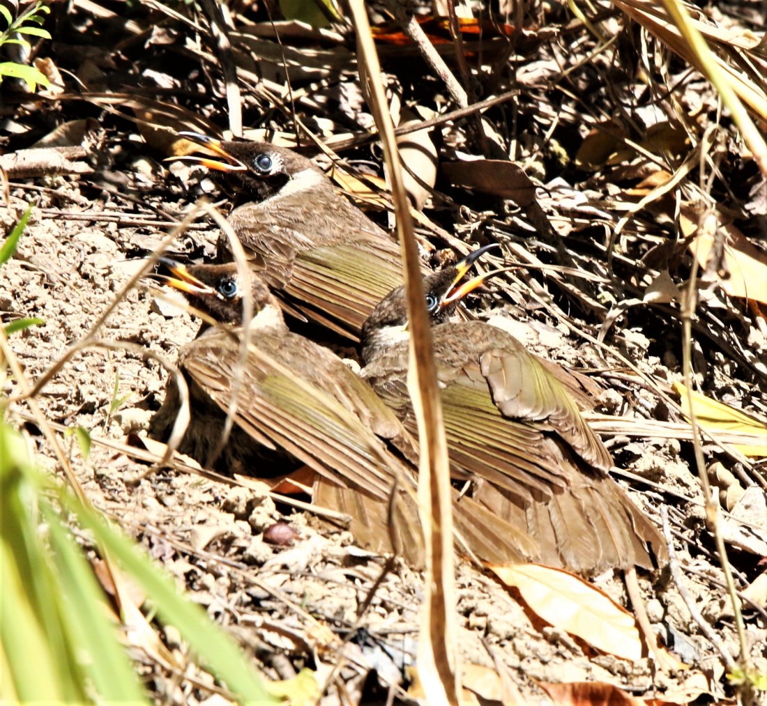 Honeyeaters, Bridled