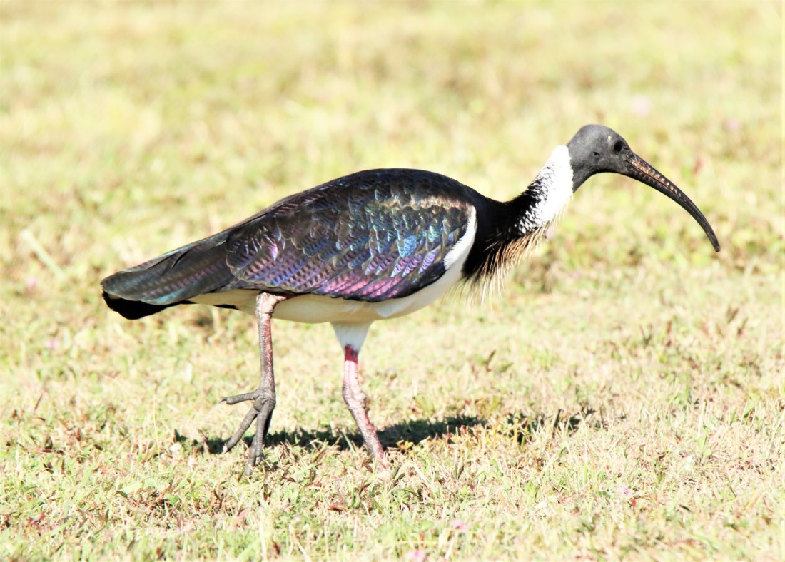 Ibis, Straw-necked