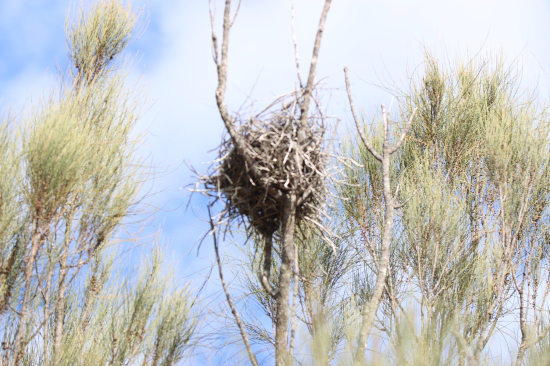 Nest, Great Brown Babbler