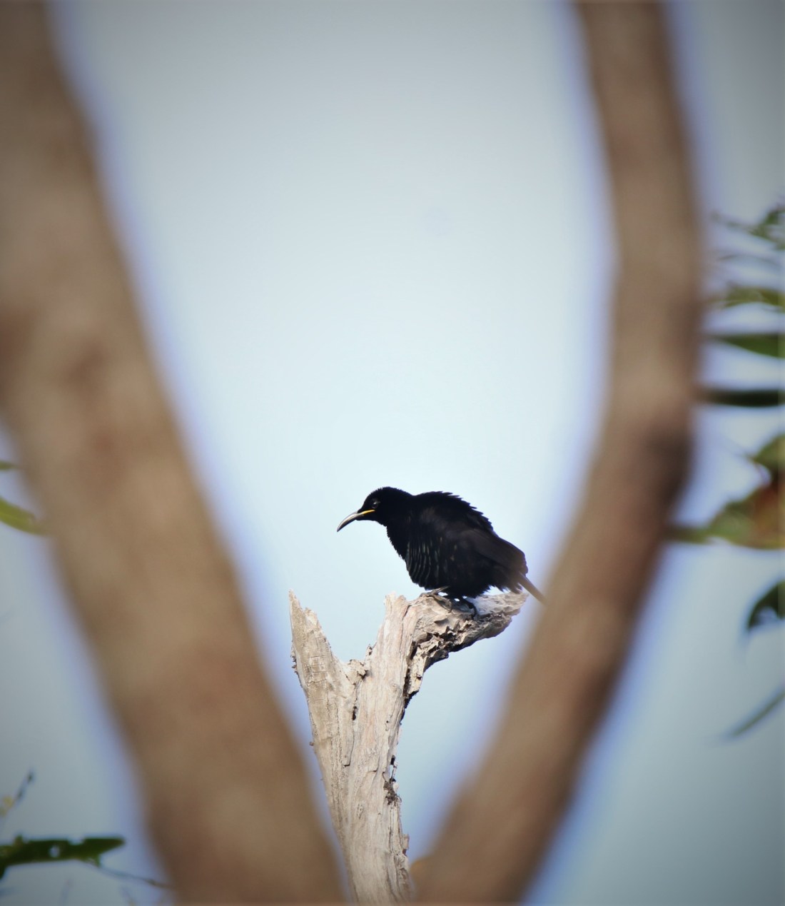 Riflebird, Victoria's 2