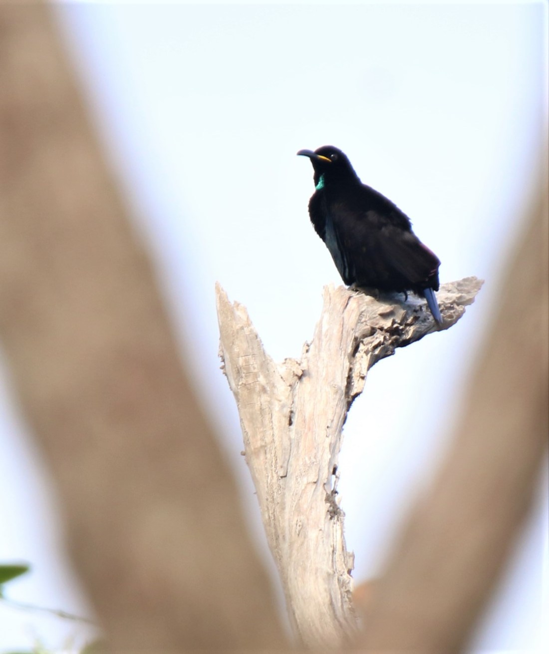 Riflebird, Victoria's m4
