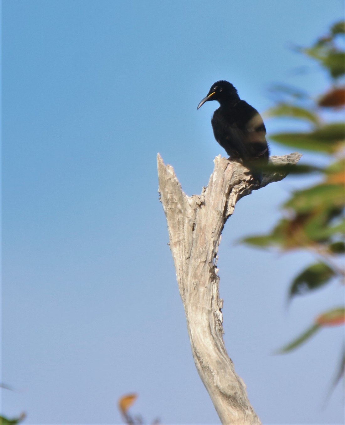 Riflebird, Victoria's m5