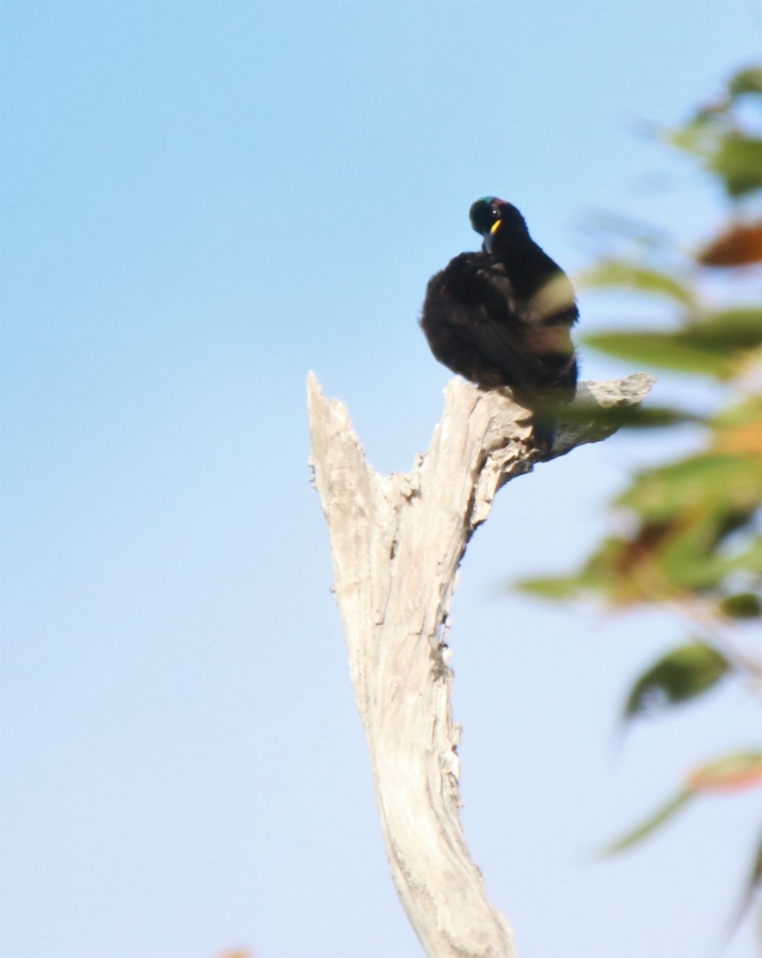 Riflebird, victoria's m6